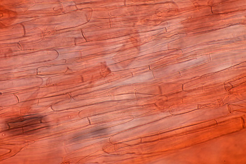 Armillaria cepistipes